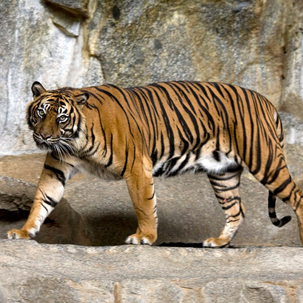 Harimau Sumatera di Habitat Alaminya