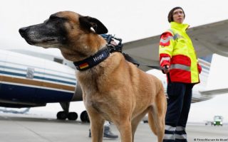 Anjing Pelacak Digital: Bisakah AI dan Drone Gantikan Peran Penting Anjing dalam Mencari Korban Bencana?