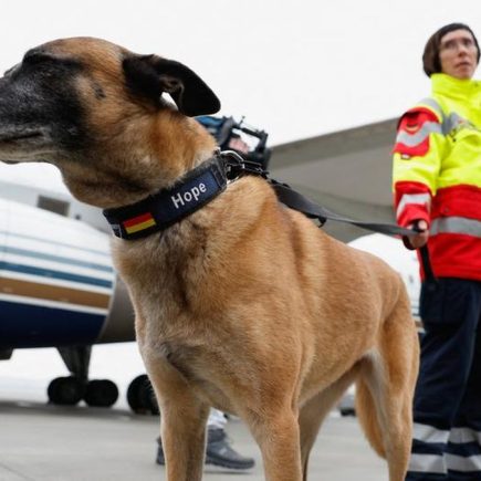 Anjing Pelacak Digital: Bisakah AI dan Drone Gantikan Peran Penting Anjing dalam Mencari Korban Bencana?