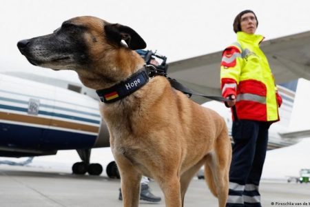 Anjing Pelacak Digital: Bisakah AI dan Drone Gantikan Peran Penting Anjing dalam Mencari Korban Bencana?