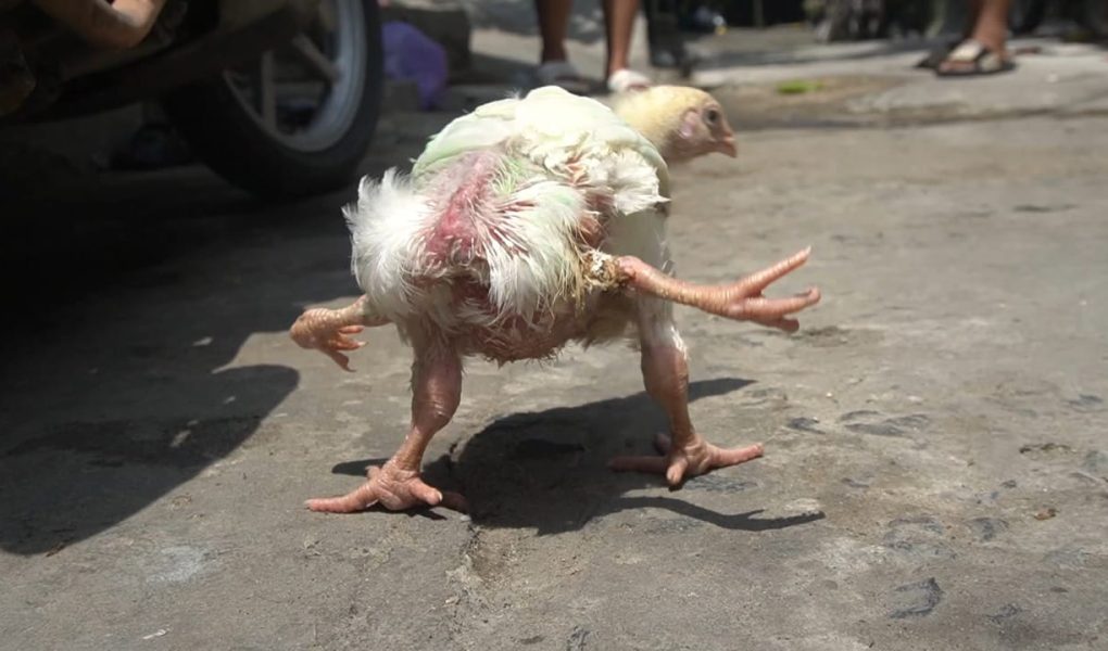 Viral! Ayam Berkaki 4 Gegara Polymelia, Fenomena Langka yang Bikin Netizen Tercengang