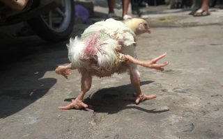 Viral! Ayam Berkaki 4 Gegara Polymelia, Fenomena Langka yang Bikin Netizen Tercengang