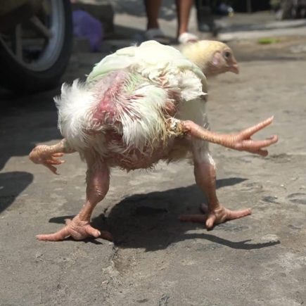 Viral! Ayam Berkaki 4 Gegara Polymelia, Fenomena Langka yang Bikin Netizen Tercengang