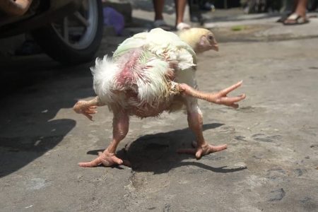 Viral! Ayam Berkaki 4 Gegara Polymelia, Fenomena Langka yang Bikin Netizen Tercengang