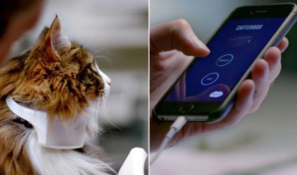 Jangan Salah Paham Lagi! 5 Alat 'Penerjemah' Bahasa Hewan April 2026 yang Bikin Kamu Lebih Paham Apa Maunya Anabul!