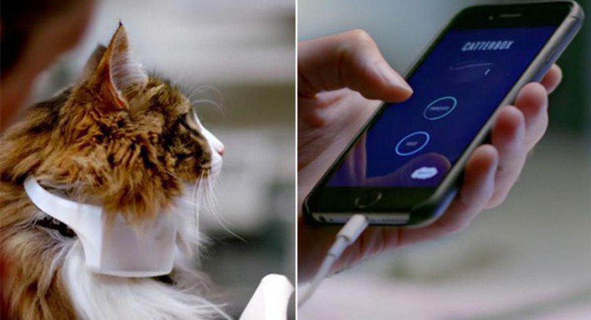 Jangan Salah Paham Lagi! 5 Alat 'Penerjemah' Bahasa Hewan April 2026 yang Bikin Kamu Lebih Paham Apa Maunya Anabul!