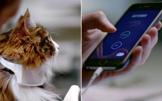 Jangan Salah Paham Lagi! 5 Alat 'Penerjemah' Bahasa Hewan April 2026 yang Bikin Kamu Lebih Paham Apa Maunya Anabul!