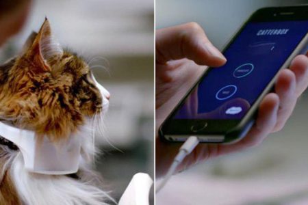 Jangan Salah Paham Lagi! 5 Alat 'Penerjemah' Bahasa Hewan April 2026 yang Bikin Kamu Lebih Paham Apa Maunya Anabul!