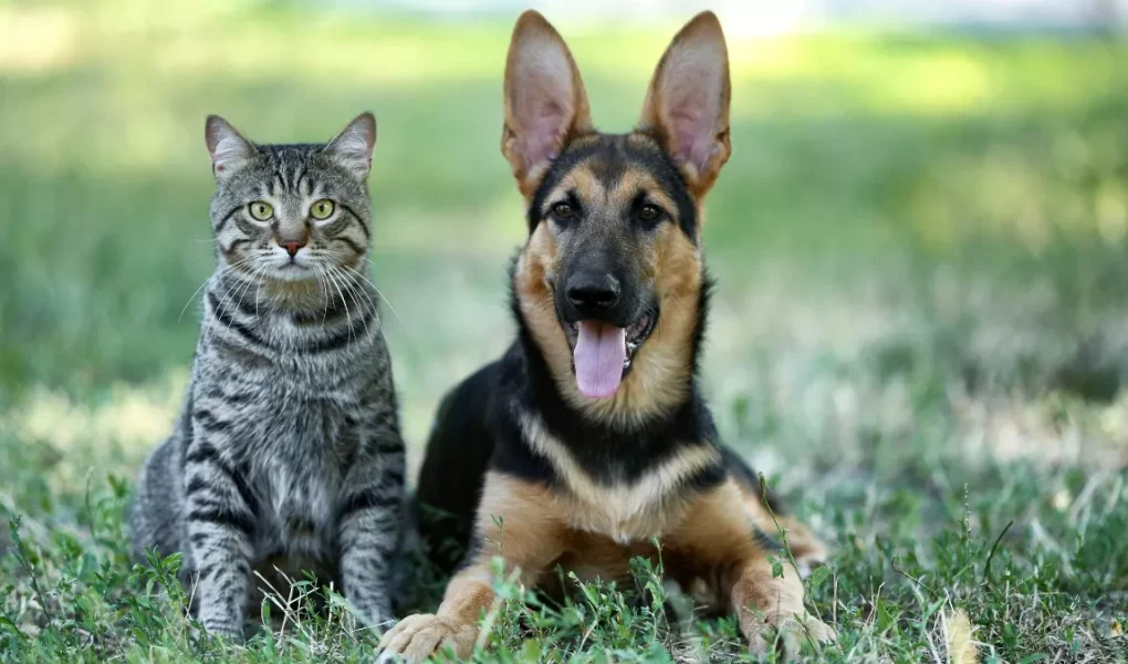 Anjing & Kucing Jakarta di Ambang “Climate Stress”: Mengapa Grooming Biasa Tak Lagi Cukup di Musim Pancaroba 2026?