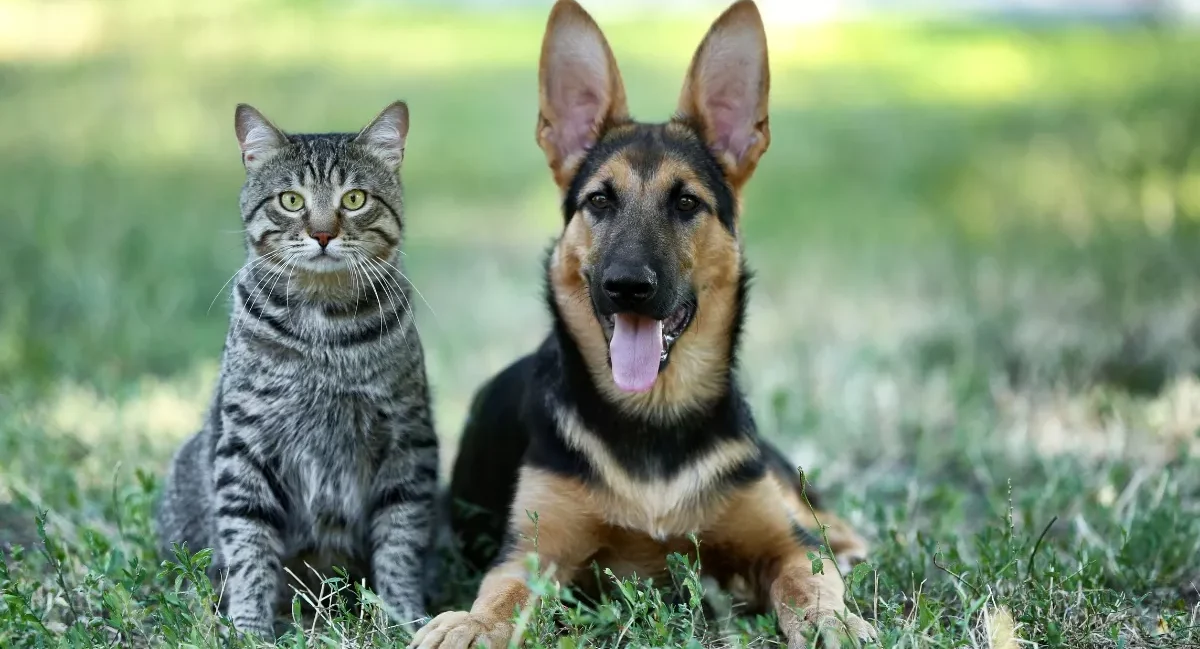Anjing & Kucing Jakarta di Ambang “Climate Stress”: Mengapa Grooming Biasa Tak Lagi Cukup di Musim Pancaroba 2026?