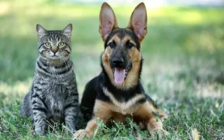 Anjing & Kucing Jakarta di Ambang “Climate Stress”: Mengapa Grooming Biasa Tak Lagi Cukup di Musim Pancaroba 2026?