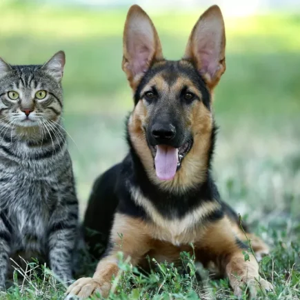 Anjing & Kucing Jakarta di Ambang “Climate Stress”: Mengapa Grooming Biasa Tak Lagi Cukup di Musim Pancaroba 2026?