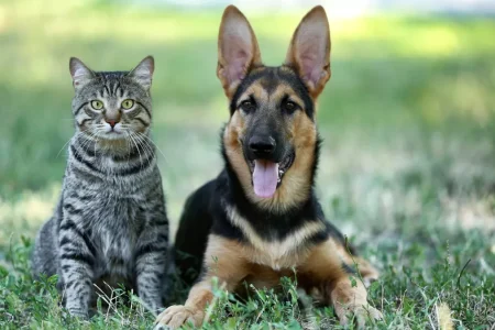 Anjing & Kucing Jakarta di Ambang “Climate Stress”: Mengapa Grooming Biasa Tak Lagi Cukup di Musim Pancaroba 2026?