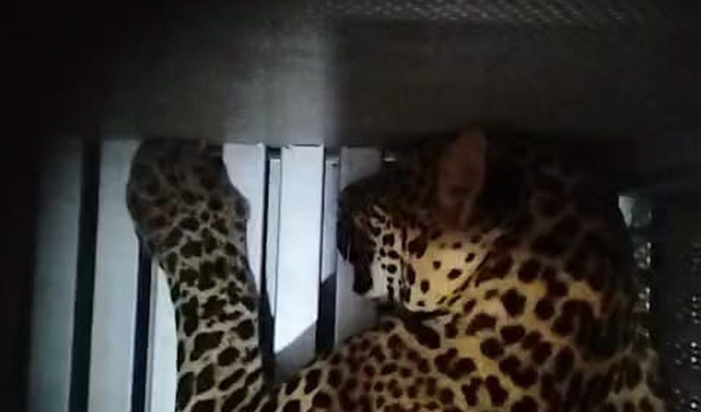 Viral! Simpanse 'Terapis' hingga Macan Tutul di Balai Desa: 5 Video Hewan Juni 2026 yang Bikin Hati Terenyuh dan Merinding