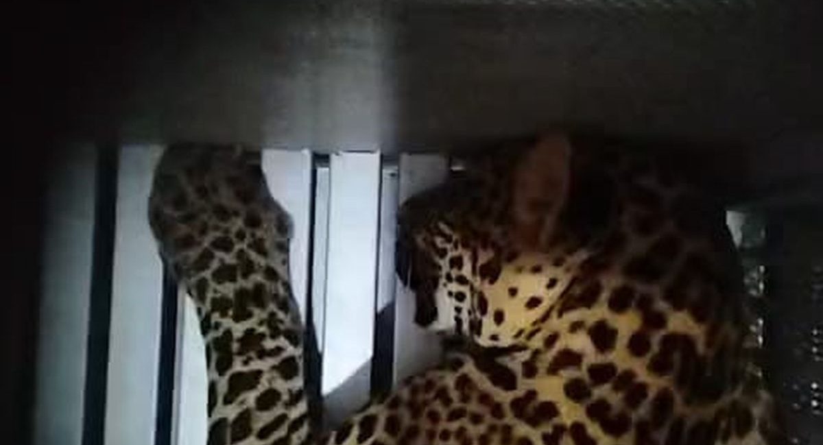 Viral! Simpanse 'Terapis' hingga Macan Tutul di Balai Desa: 5 Video Hewan Juni 2026 yang Bikin Hati Terenyuh dan Merinding