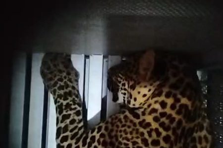 Viral! Simpanse 'Terapis' hingga Macan Tutul di Balai Desa: 5 Video Hewan Juni 2026 yang Bikin Hati Terenyuh dan Merinding