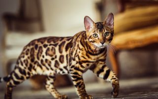 Bukan Cuma Kucing Kampung: Kenapa Tren Adopsi 'Kucing Hutan Lokal' (Ras Domestik Eksotis) Jadi Obsesi Baru Pecinta Satwa Agustus 2026?