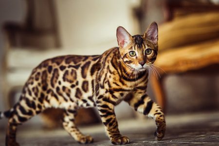 Bukan Cuma Kucing Kampung: Kenapa Tren Adopsi 'Kucing Hutan Lokal' (Ras Domestik Eksotis) Jadi Obsesi Baru Pecinta Satwa Agustus 2026?