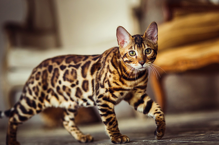 Bukan Cuma Kucing Kampung: Kenapa Tren Adopsi 'Kucing Hutan Lokal' (Ras Domestik Eksotis) Jadi Obsesi Baru Pecinta Satwa Agustus 2026?